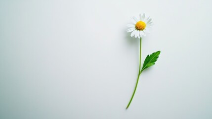 Obraz premium Single daisy flower on white background, minimalist design, for cards