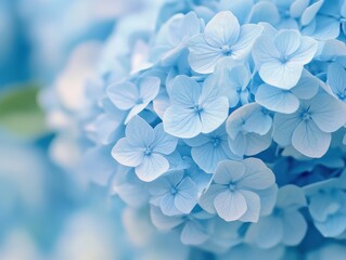 Beautiful blue hydrangeas blooming in a garden during early spring season