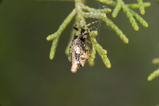 spider on a leaf, Trashline Orbweaver spider Cyclosa conica is a small spider  It is an orb weaver, Sardinia, Italy.