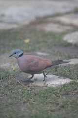 Pink-Necked Green Pigeon: A beautiful and unique pink-necked green pigeon with its vibrant plumage walks across a lush green lawn. its delicate beak and bright eyes.