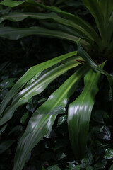 Obraz premium Tropical Rainforest Foliage: Intricate patterns of lush green foliage in a vibrant tropical rainforest create a captivating abstract, showcasing the beauty of nature's textures. 