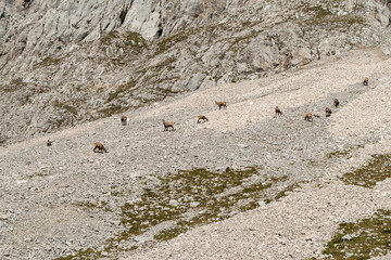 Herd of Chamois at Karwendel Hohenweg, Austria