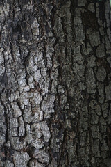 Tree Bark Texture: Close-up view of dark grey tree bark with deep fissures and cracks, showcasing intricate patterns and textures.  A perfect natural background or design element.