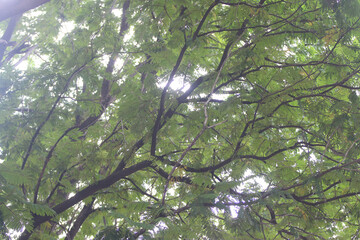 Sunlight Filtering Through Canopy: Looking up through a dense canopy of lush green leaves, sunlight streams through the branches, creating a dappled effect.