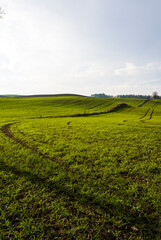 Jesienne pole na Warmii 2025