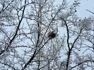 nest on a bush covered with snow