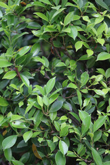 Lush Green Foliage: A vibrant close-up shot of dense, green leaves, showcasing the intricate details of their texture and color. Perfect for adding a touch of nature to your designs.