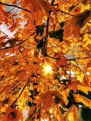 Autumn leaves and the autumn sun appears 