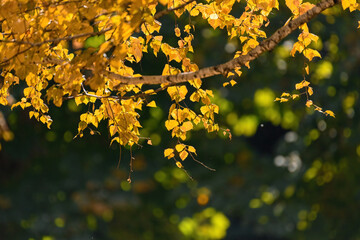 yellow maple leaves