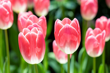 pink tulips in the garden,beautiful tulips full of color ,Pink tulip flower bloom on background of garden. Spring flowers Tulips