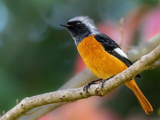 森の中で枝に留まって周りを見渡しているジョウビタキの雄