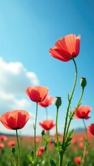 Fototapeta premium delicate poppy flowers in shades of pink and red, swaying gently in the breeze against a bright blue sky, landscape, sky