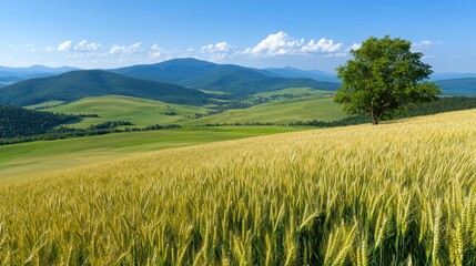 Obraz premium Golden wheat field grows on a hillside next to a single green tree with rolling mountains under a blue sky.