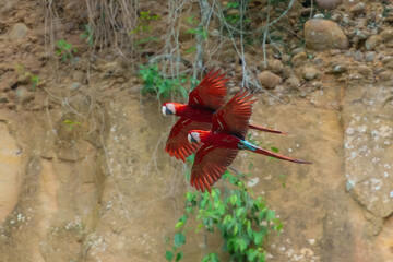 Flying Red-and-green macaw -ara chloroptera- soars above the forest. this macaw is a vivid example of the thousand or so bird species found in Madidi national park- bolivia.
