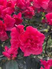 botanical garden, greenhouse, tropical plants, flowering bushes, azaleas, camellias