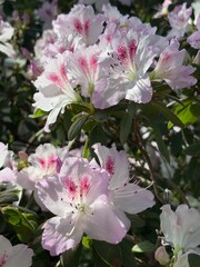 botanical garden, greenhouse, tropical plants, flowering bushes, azaleas, camellias