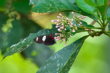 Macro side view of a Lesser Postman butterfly (lat: Heliconius erato) sitting on a leaf against blurred green natural background.