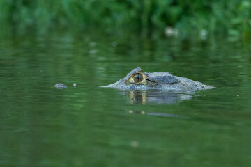 Obraz premium Caiman in the water. The yacare caiman (Caiman yacare), also known commonly as the jacare caiman. Side view. Natrural habitat.