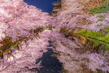 美しい弘前の夜桜