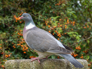 Wood pigeon perched in a garden