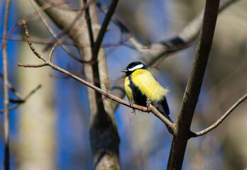 great tit parus major