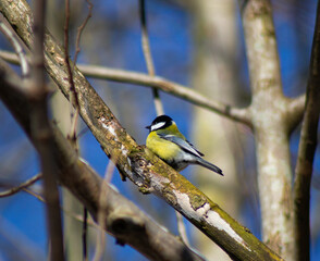 great tit parus major