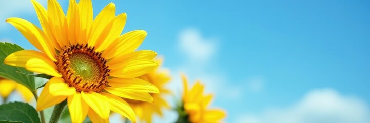 Naklejka premium Sunflower blooms with delicate yellow petals and a touch of sky blue, sunflowers, sky blue