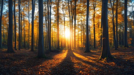 A panoramic view of an autumn forest with tall trees and vibrant leaves, showcasing the beauty of nature in its changing seasons