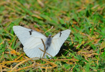 white butterfly perched on a meadow
