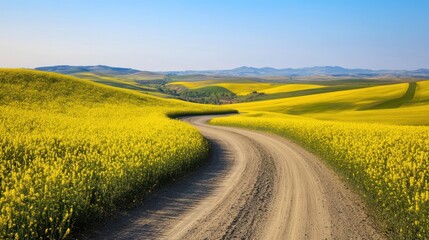 Fototapeta premium Winding road through yellow rapeseed fields, sunny day, rolling hills
