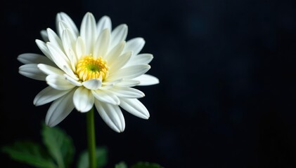 Delicate white chrysanthemum on dark velvet background, floral arrangement, blooming, stem
