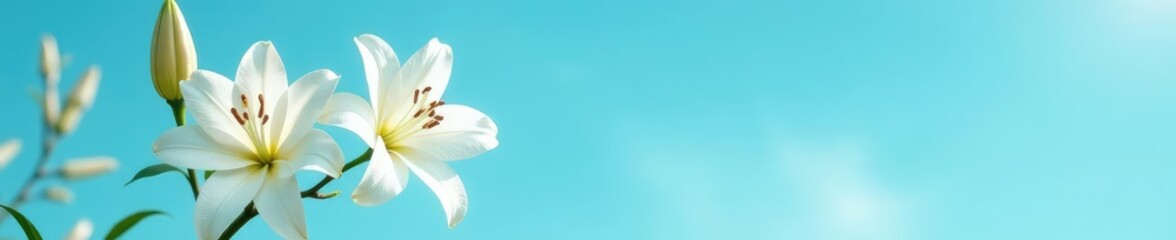 Obraz premium Delicate white lily blooms against cerulean sky, bloom, blossoms, calming