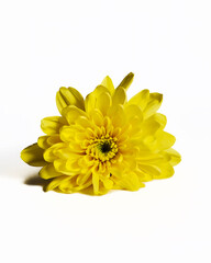 Yellow chrysanthemum shot in the studio on a white background.