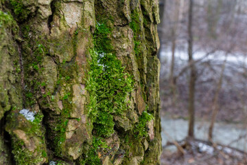 Close-up of moss-covered tree bark in winter forest