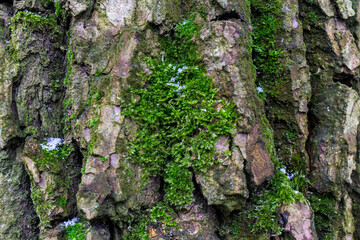 Close-up of tree bark with green moss and snow
