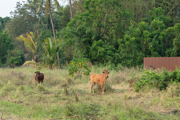 Two bulls were left in the field tied to a long rope.