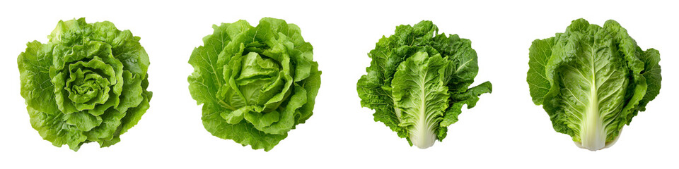 Obraz premium Freshly Harvested Crisphead Lettuce Perfect for Culinary Delights