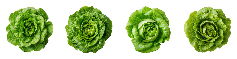 Fototapeta premium Fresh Boston Lettuce in Balanced Composition for Food Photography