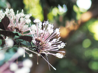 Quezonla pink flower on bokeh green blur background garden