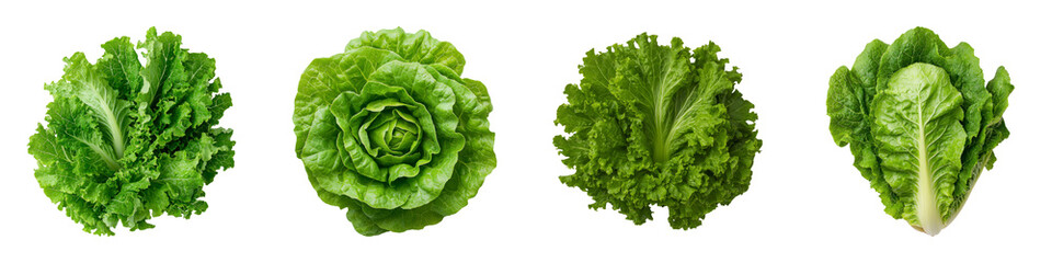 Fototapeta premium Fresh Green Lettuce Varieties Captured in High-Resolution Studio