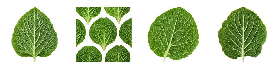Intricate Close-up of Batavia Lettuce Leaves Showing Detailed Texture