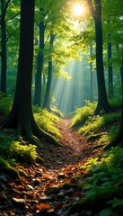 Sunlight casting dappled shadows on the ground, outdoorsy, forest scenery, forest floor