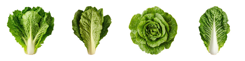 Obraz premium Fresh Green Lettuce Varieties on a White Background