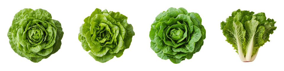 Obraz premium Fresh Green Lettuce Varieties on a White Background