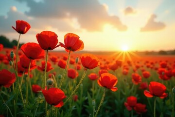 Fototapeta premium Tall poppies sway gently in the evening breeze, poppy field, peaceful atmosphere