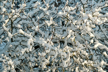 Schneebedeckte Äste