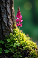 Obraz premium Thin stem of fireweed growing from a notch in a trunk, tree, fireweed