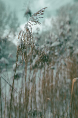 Snow-Covered Grasses in Winter, winterimpressions, wintertime, fineart