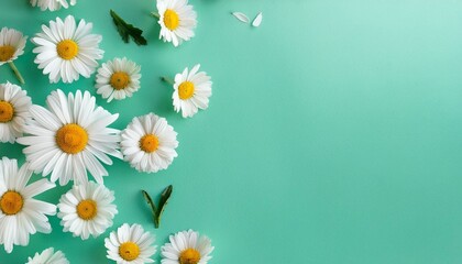 Fototapeta premium beautiful flowers composition daisy pattern spring and summer chamomile white flowers on pastel mint background flat lay top view copy space