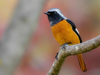 森の中で枝に留まって周りを見渡しているジョウビタキの雄